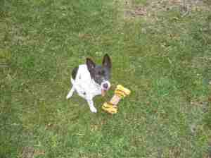 Tessa dog planting squeaky toys